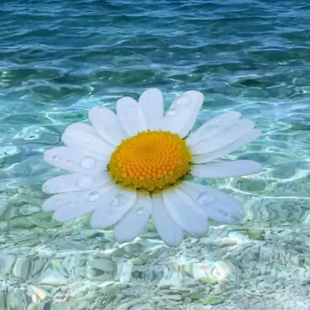 Apartments Slavica Trogir *